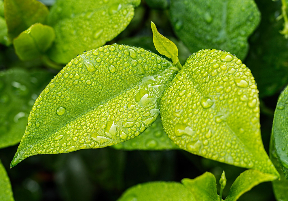 Carbon and Net Zero discipline image